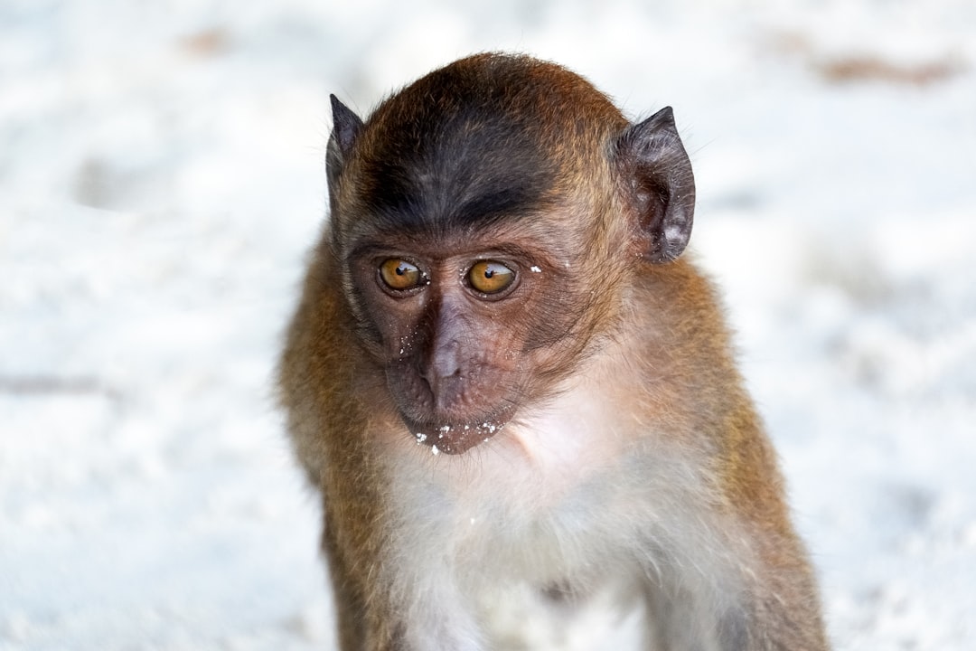 brown and white monkey in close up photography
