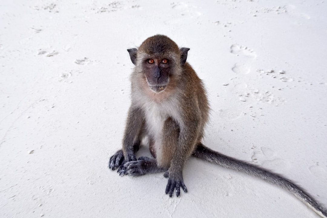 brown monkey on snow covered ground during daytime