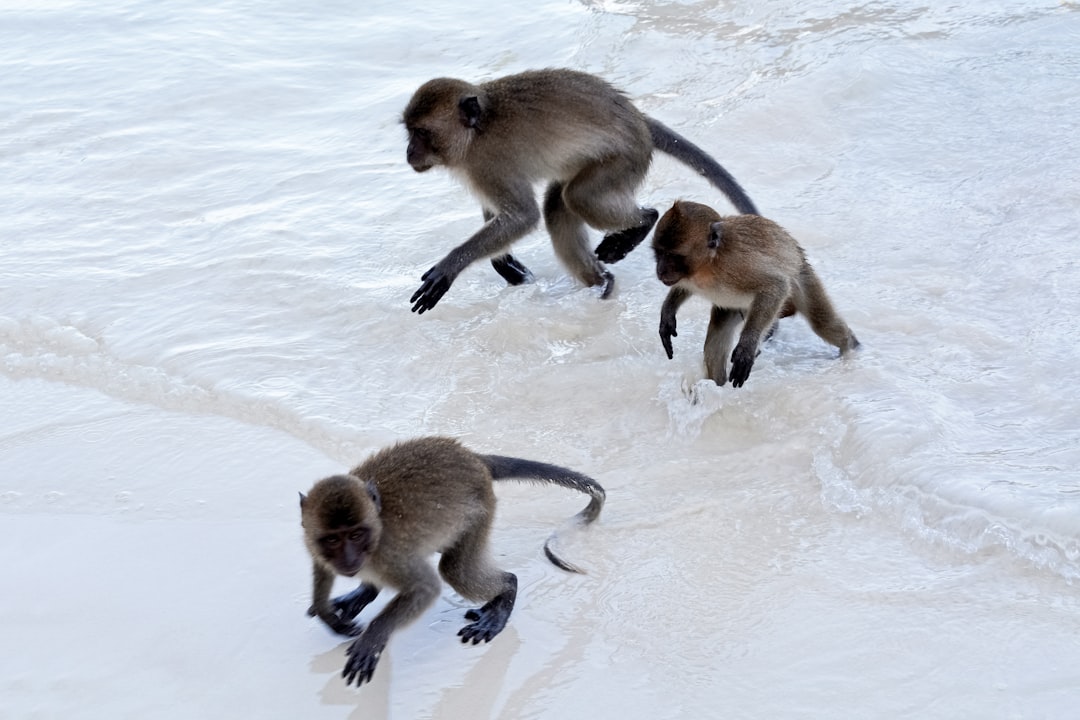 three monkeys on snow covered ground during daytime