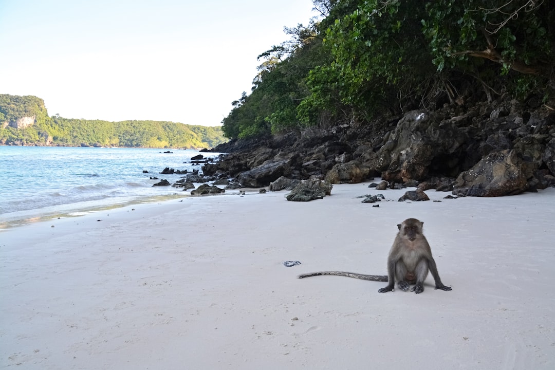 white and gray monkey sitting on beach shore during daytime