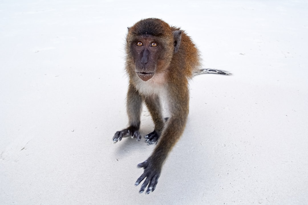 brown monkey on white snow