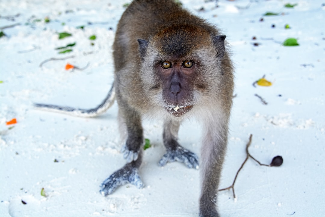 brown monkey on snow covered ground during daytime