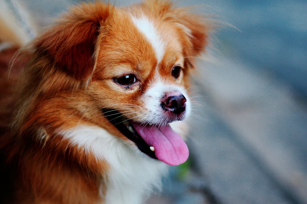 brown and white long haired chihuahua