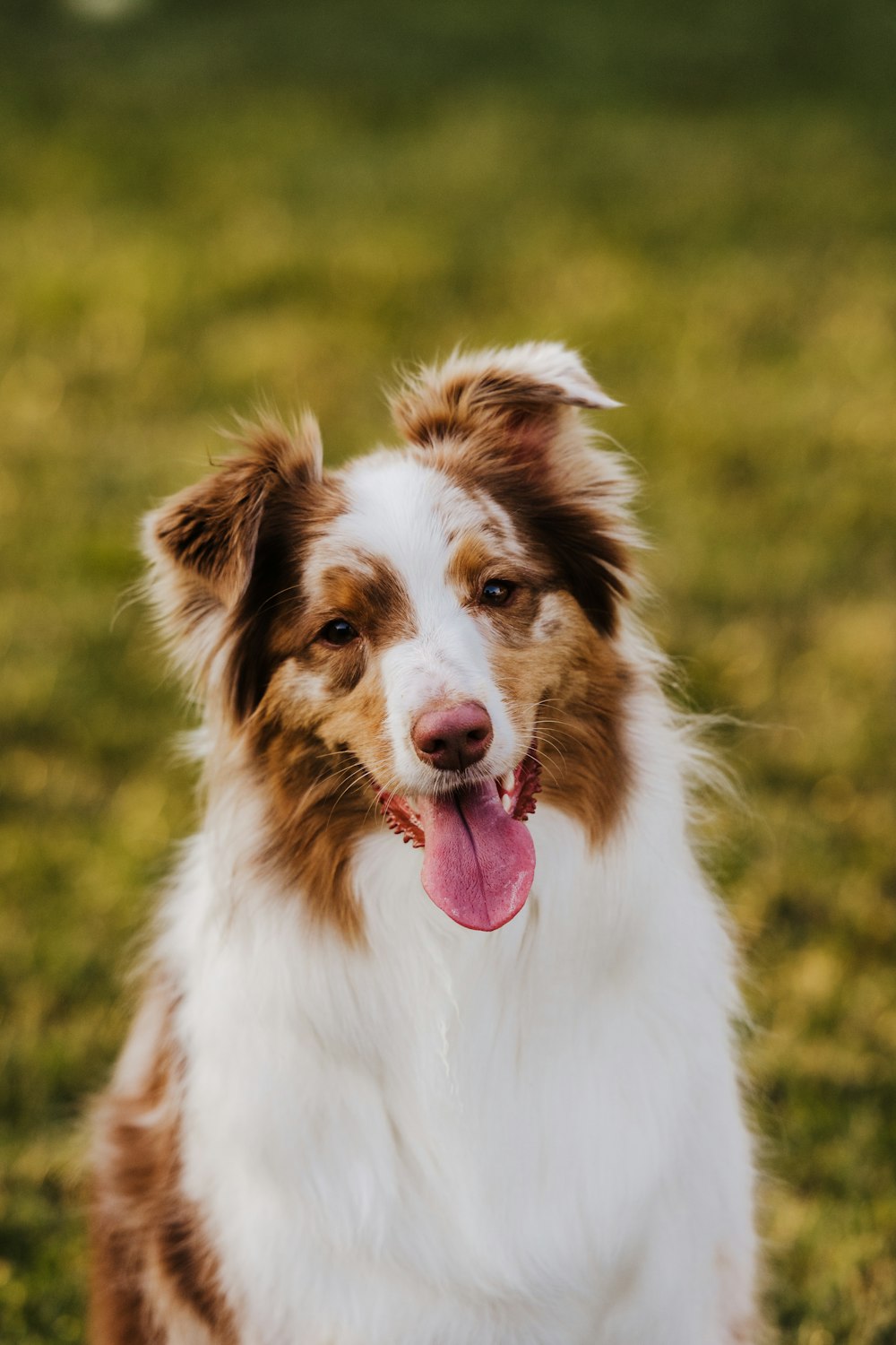 white and brown long coated dog