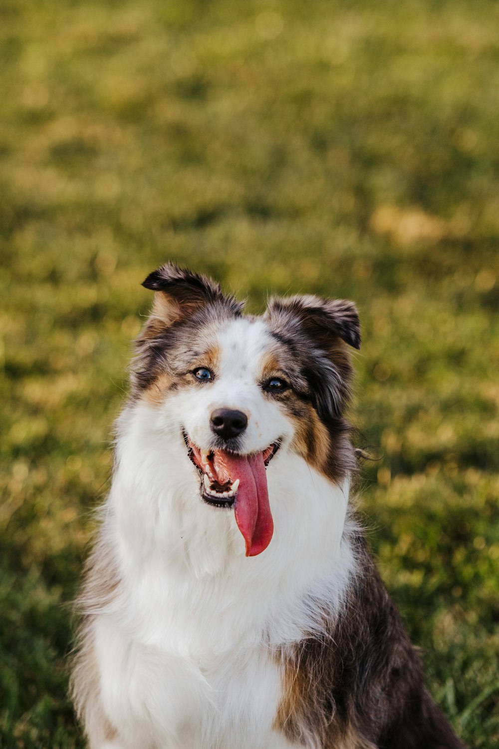 white and black border collie