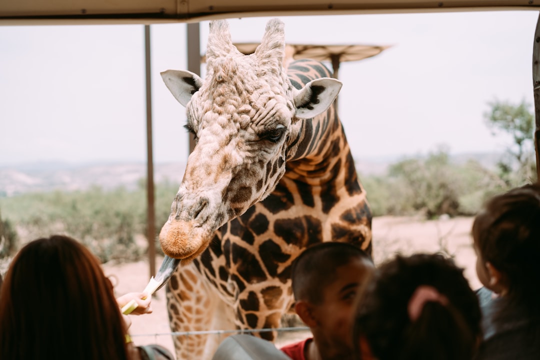 giraffe in front of woman in black and white shirt