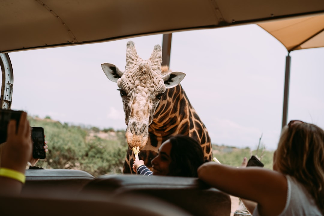 giraffe on car window during daytime