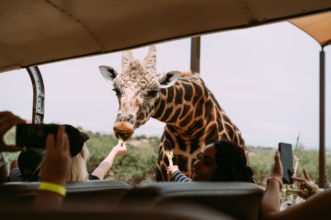 zebra in car during daytime