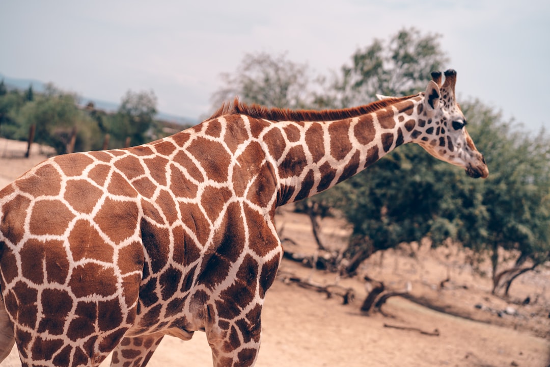 brown and white giraffe standing on brown sand during daytime