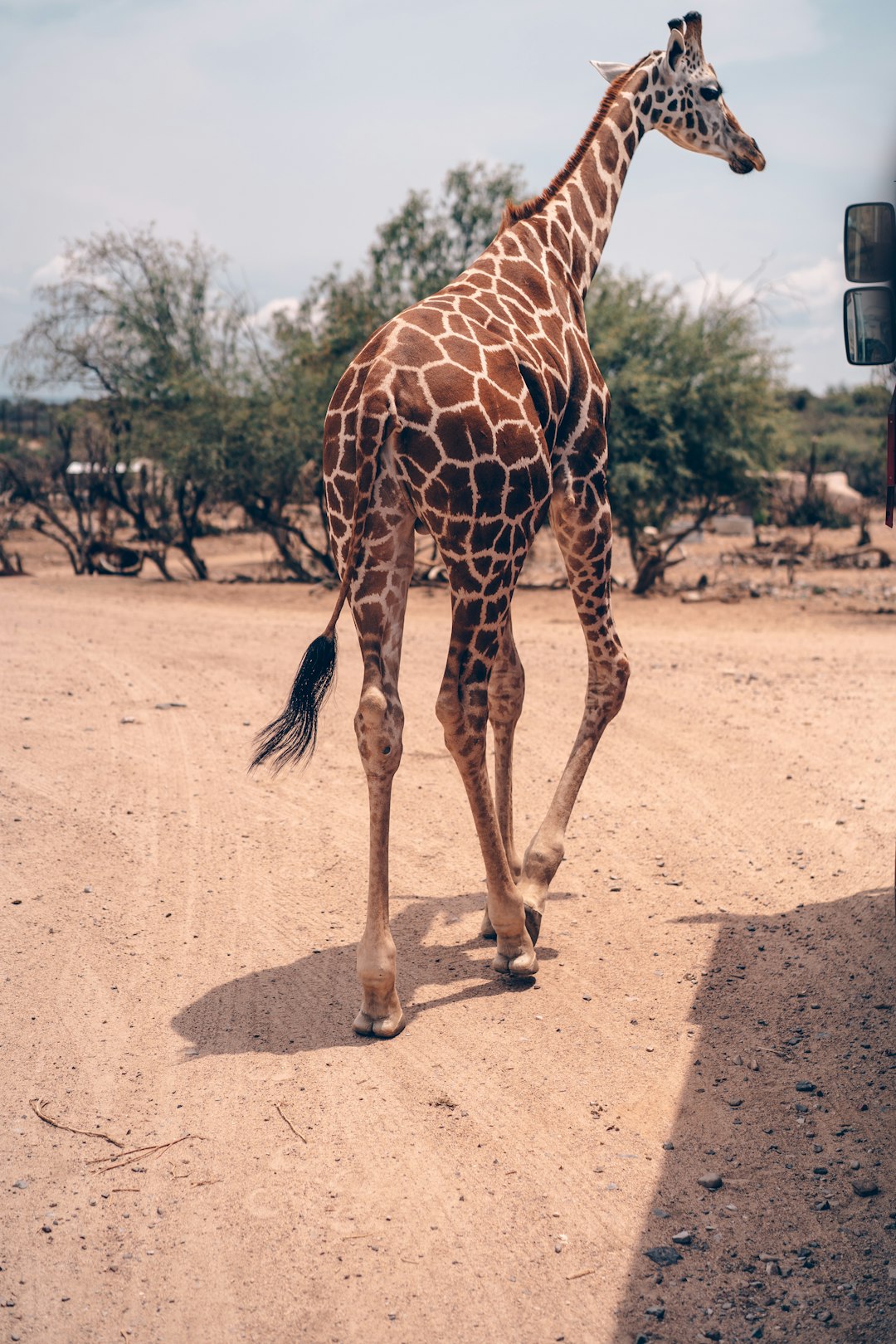 giraffe walking on brown dirt during daytime
