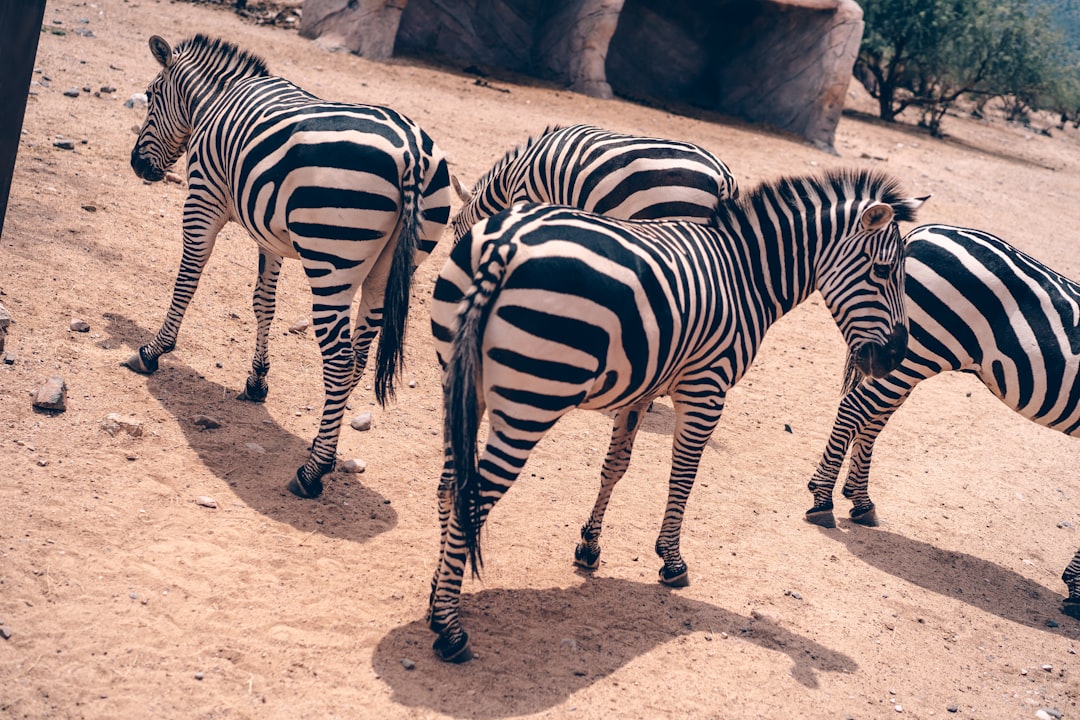 black and white zebra walking on brown sand during daytime