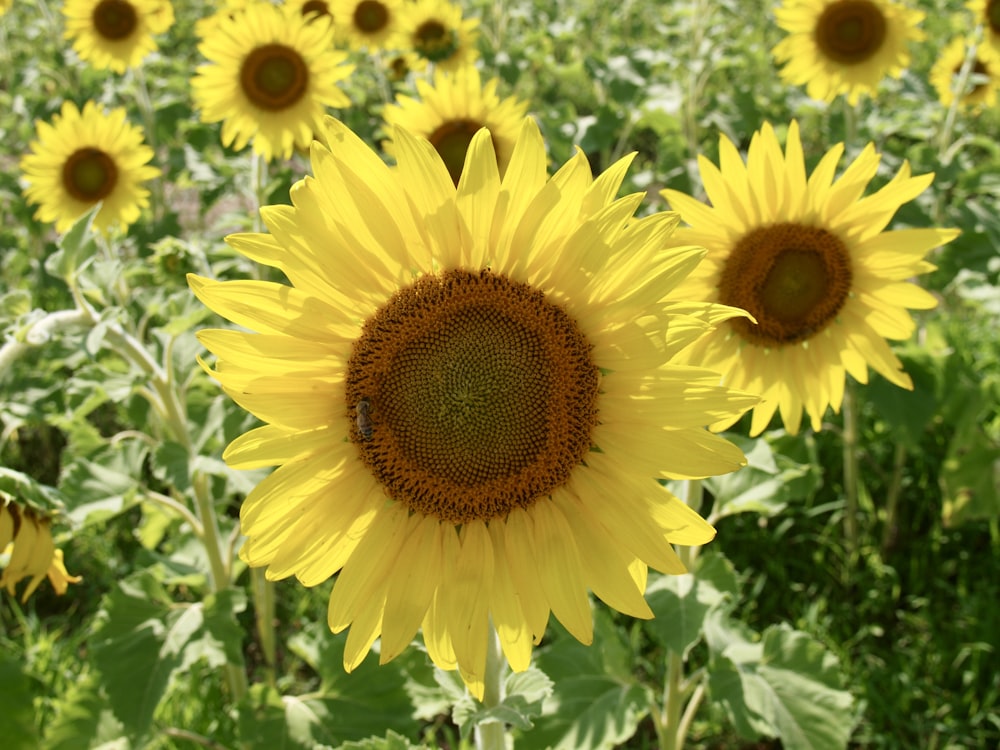 yellow sunflower in close up photography