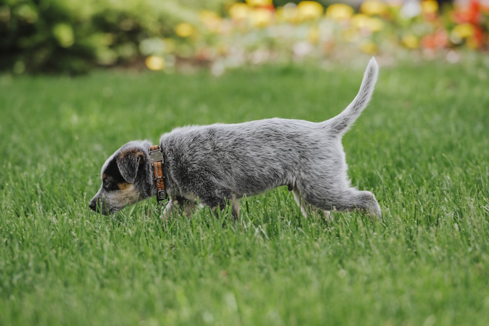 grey and white short coat small dog walking on green grass field during daytime