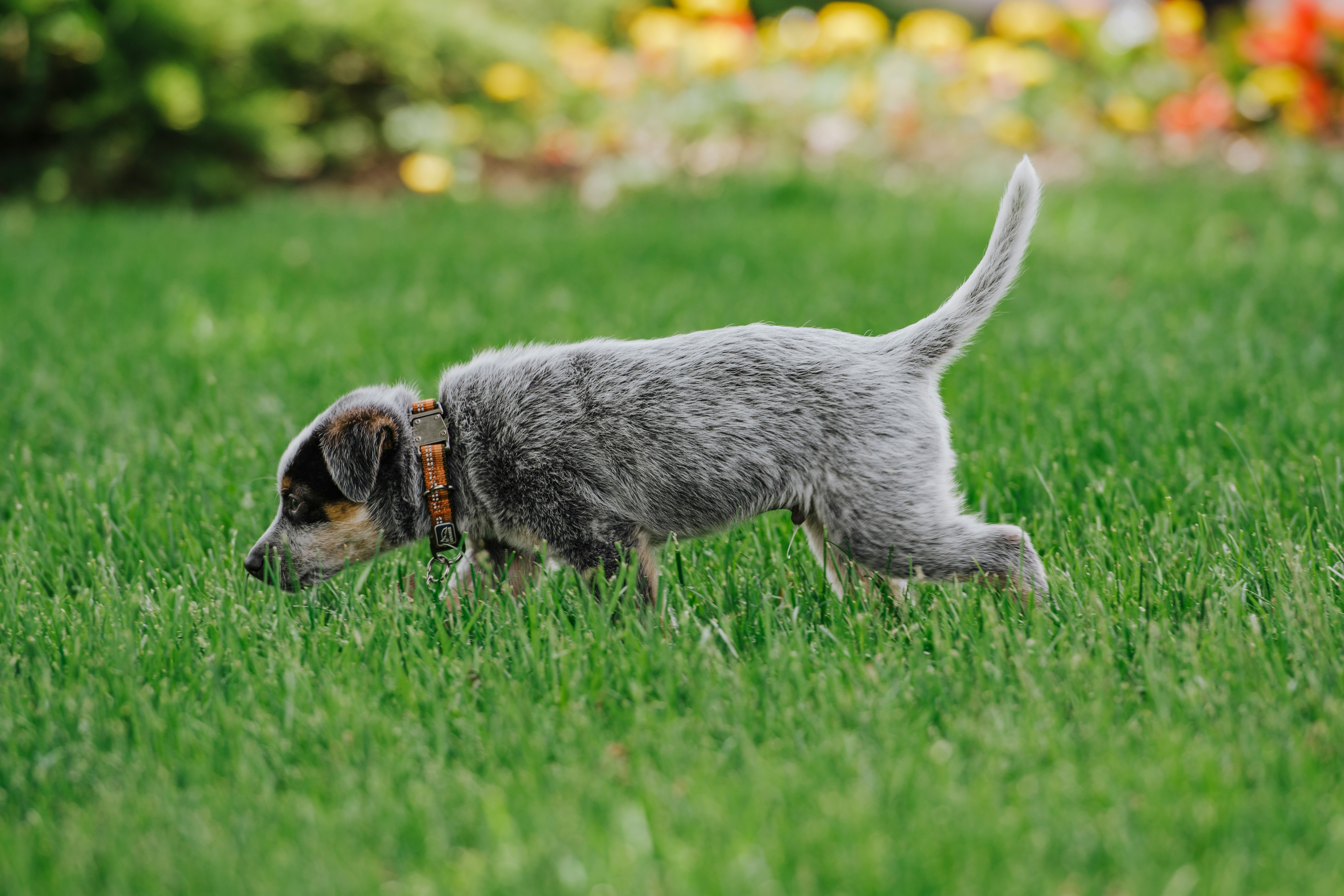 grey and white short coat small dog walking on green grass field during daytime