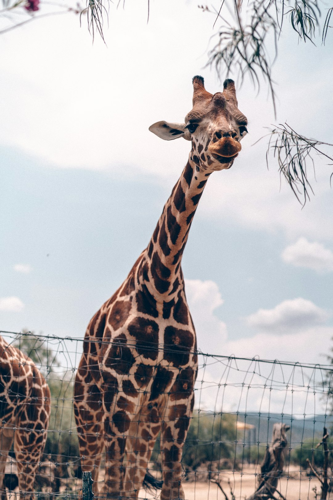 giraffe standing near brown metal fence during daytime