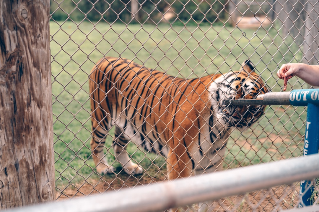 brown tiger on grey metal fence during daytime