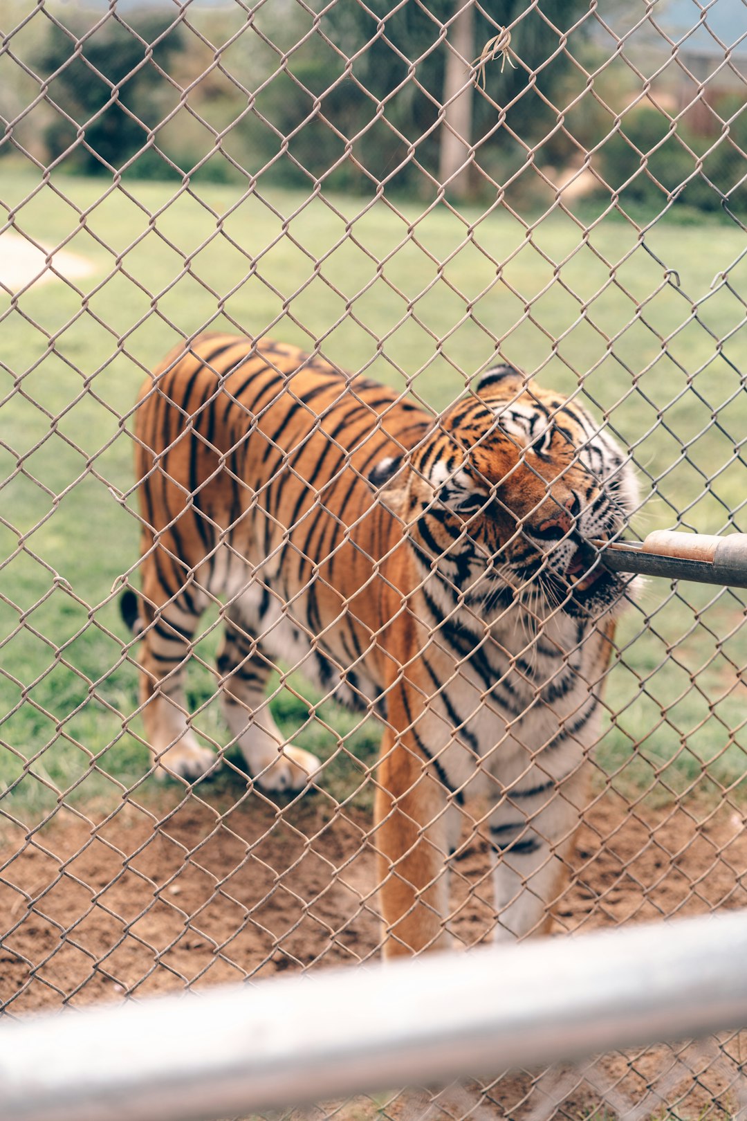 tiger lying on brown soil during daytime