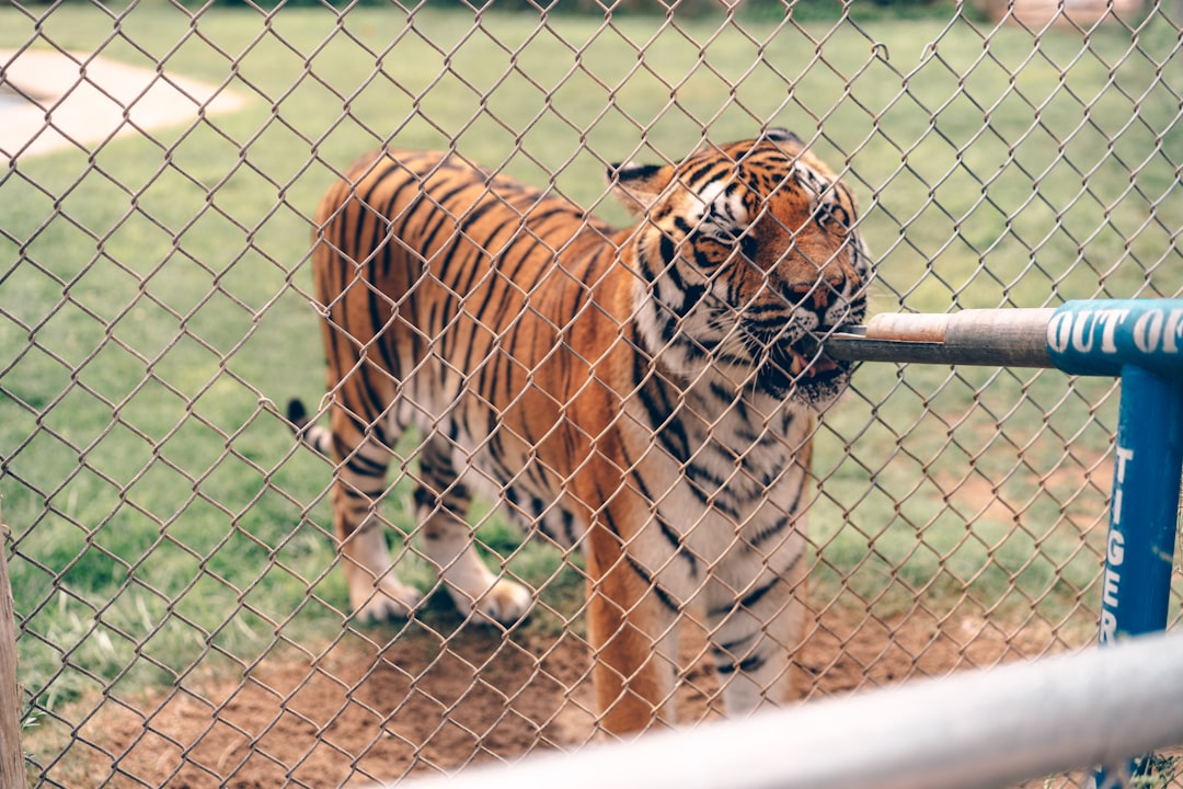 brown and black tiger on brown ground during daytime