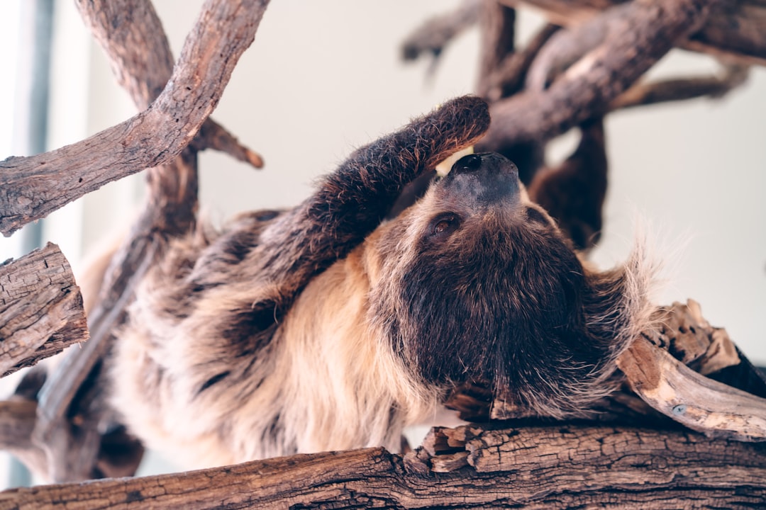 black and white animal on brown tree branch