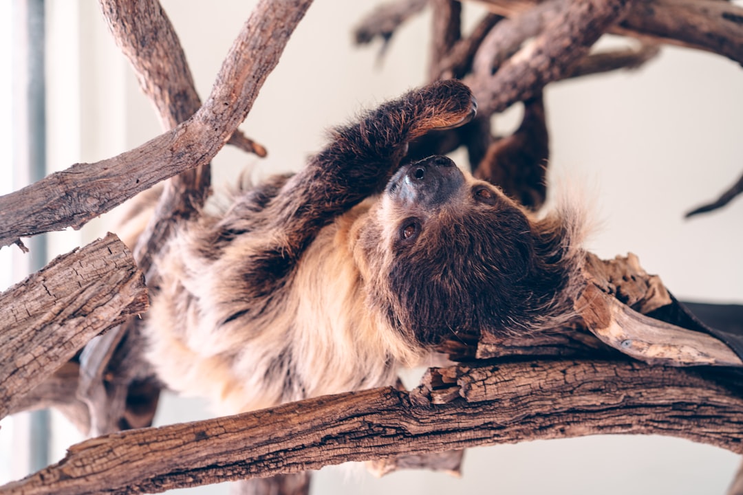 white and black long coated animal on brown tree branch during daytime