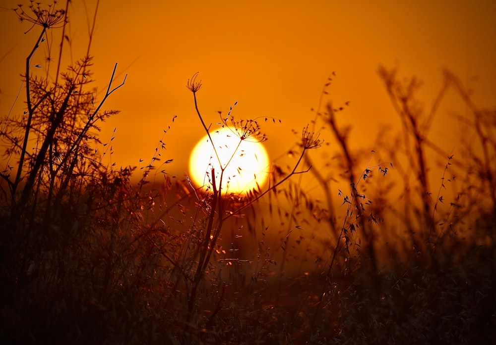 silhouette of plants during sunset