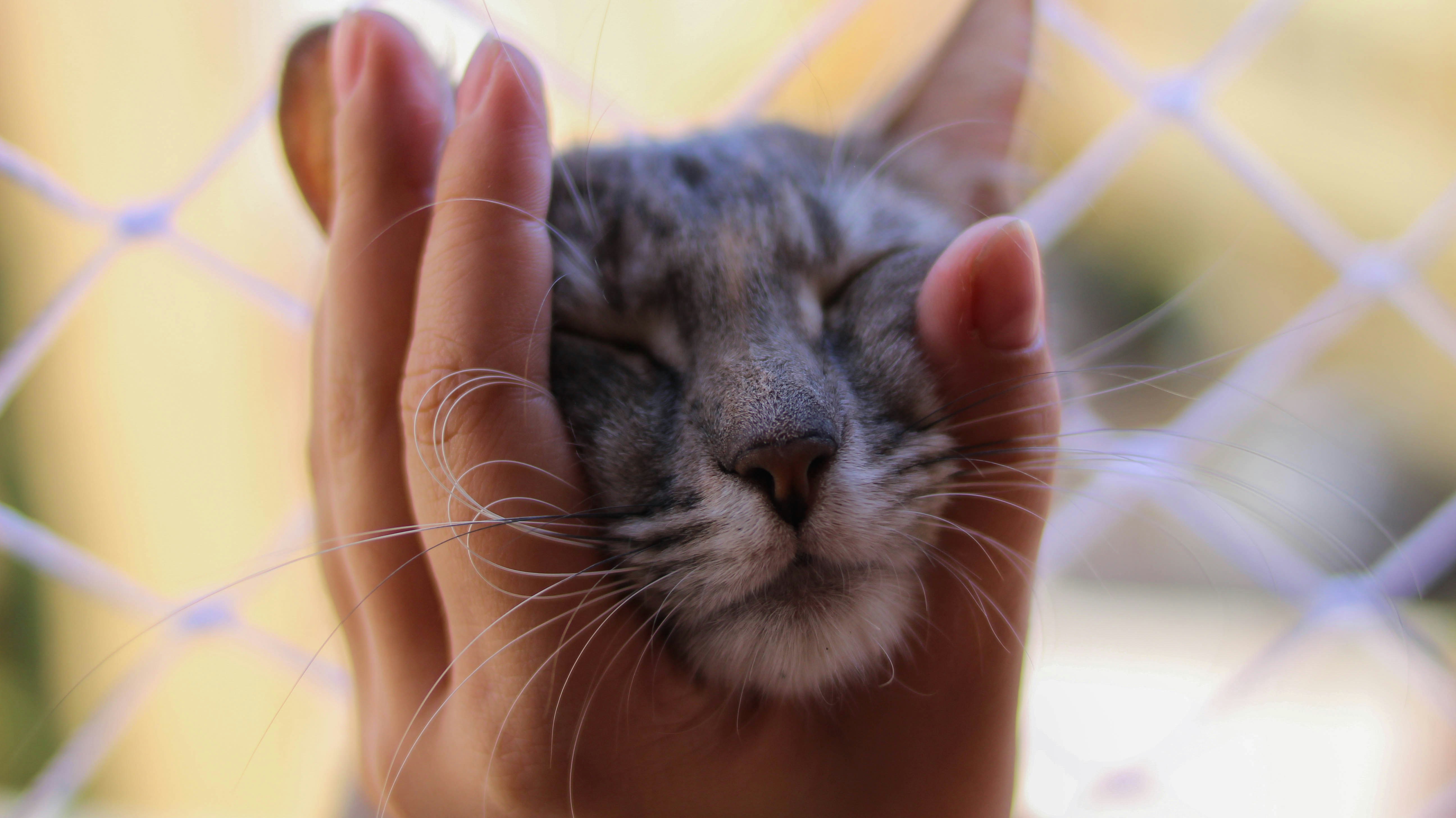 silver tabby cat on persons hand