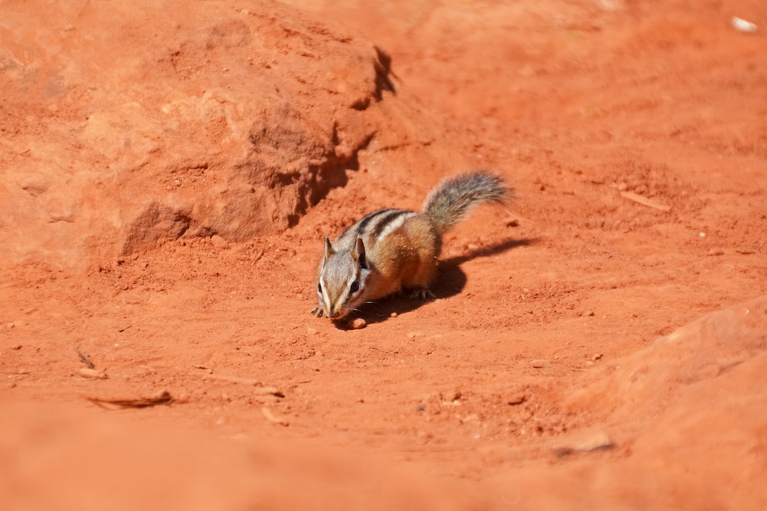 brown and white squirrel on brown sand during daytime