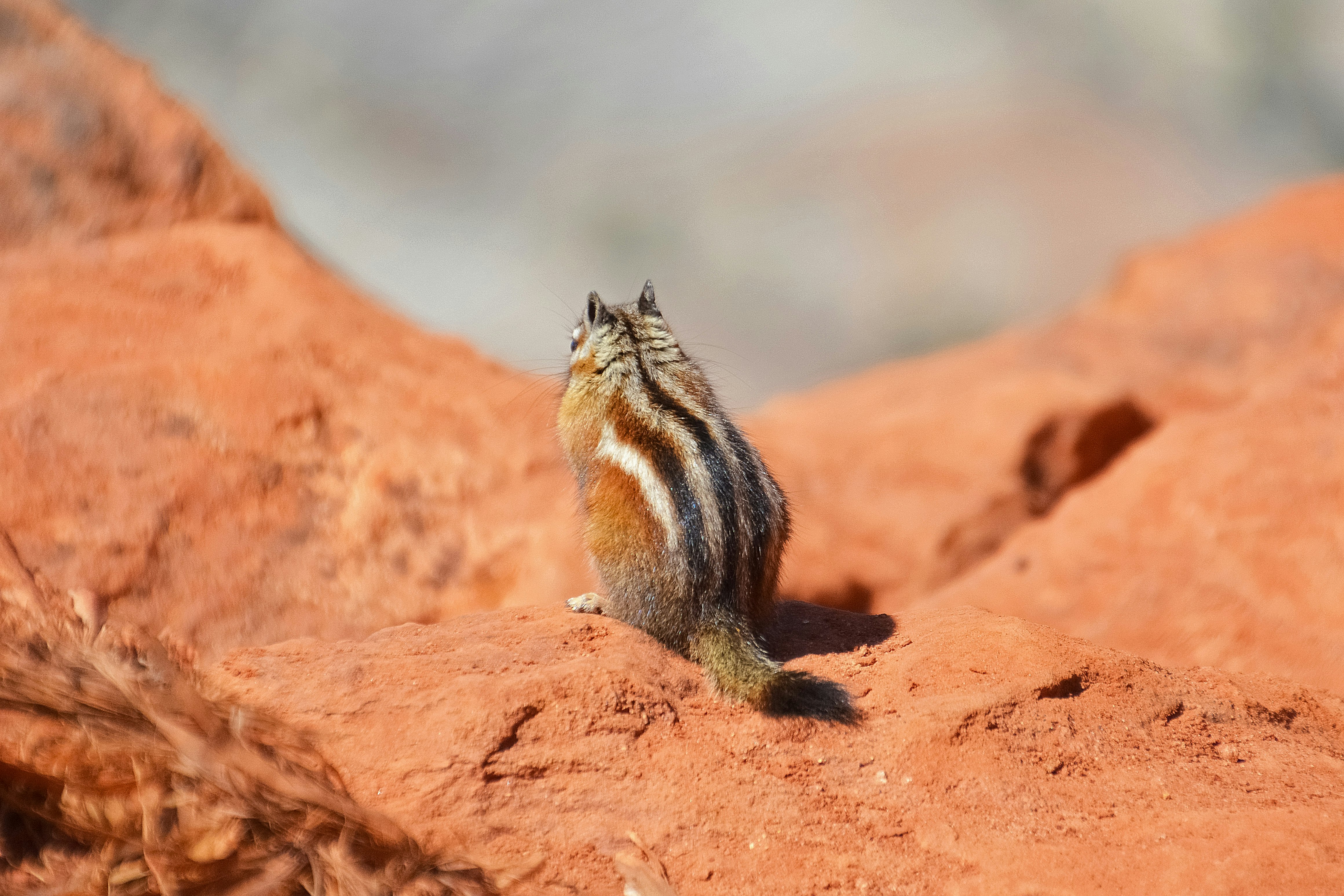 brown white and black cat on brown rock