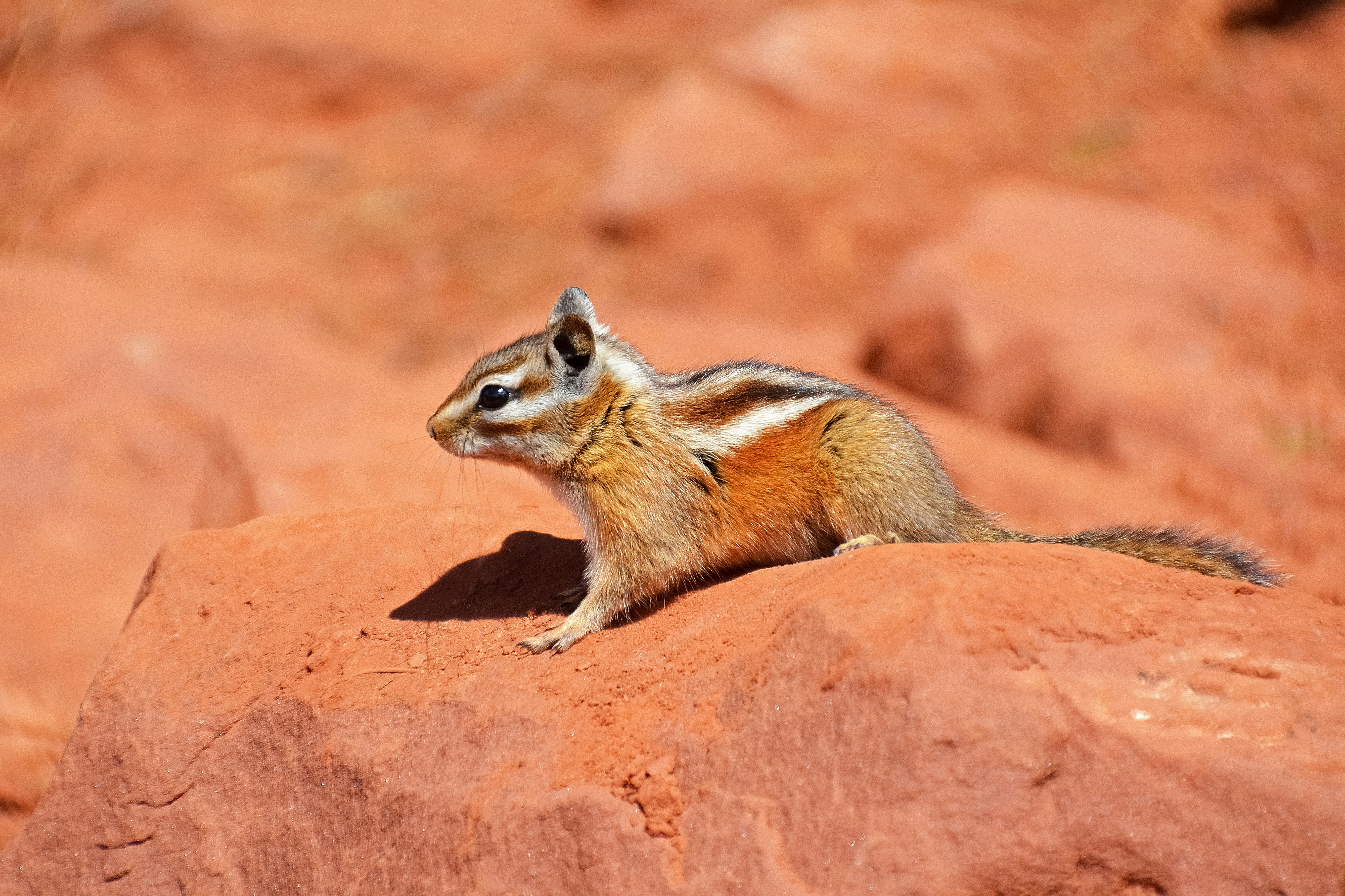 brown and white squirrel on brown rock during daytime