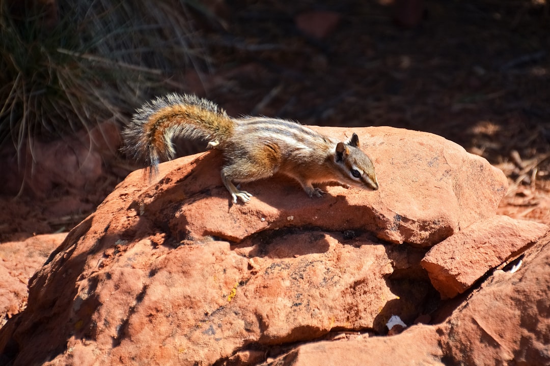 brown squirrel on brown rock during daytime