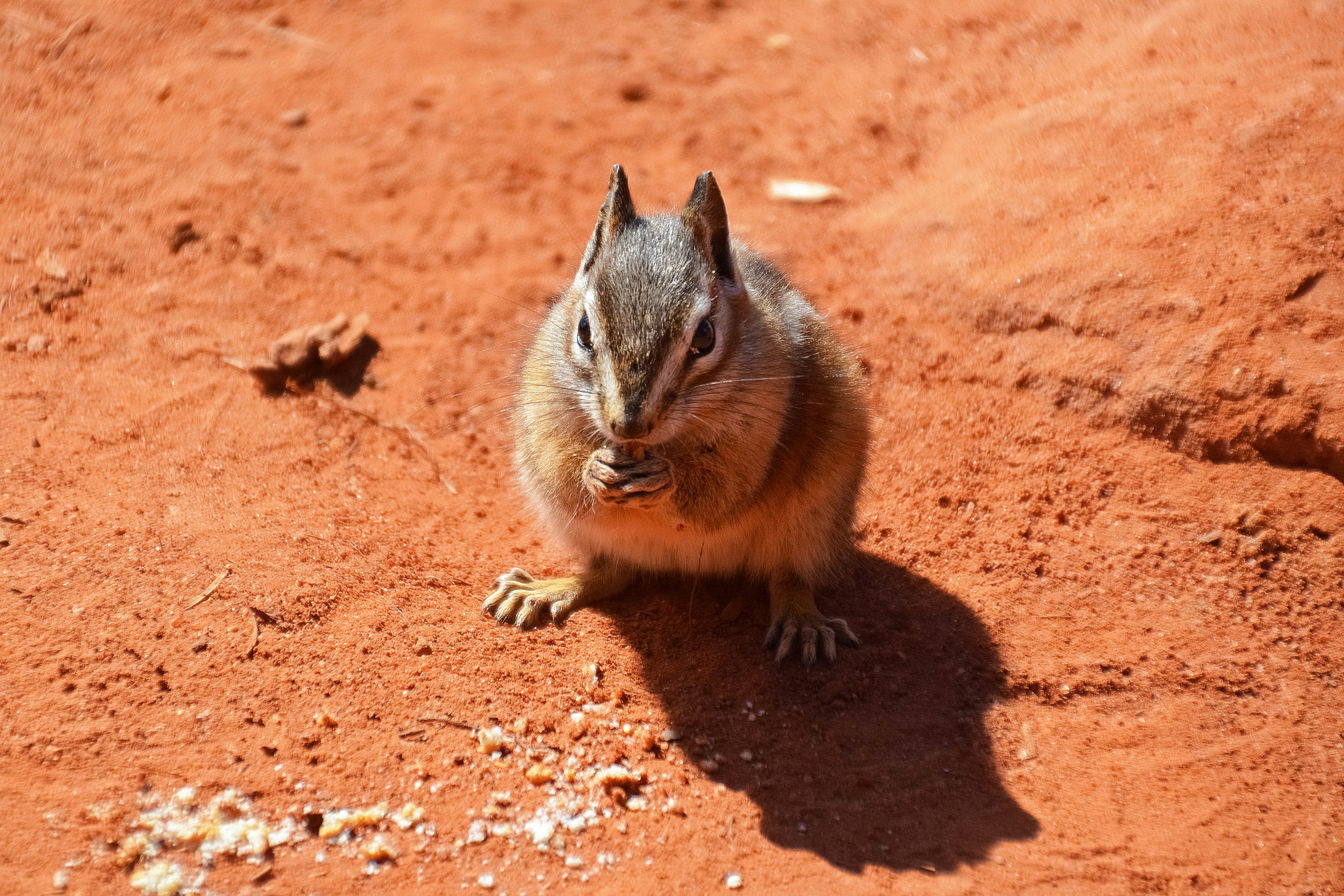 brown squirrel on brown soil during daytime