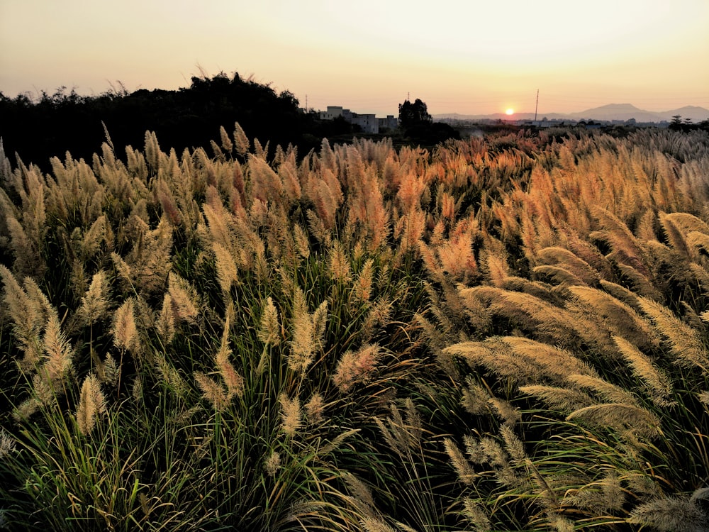 brown grass field during sunset