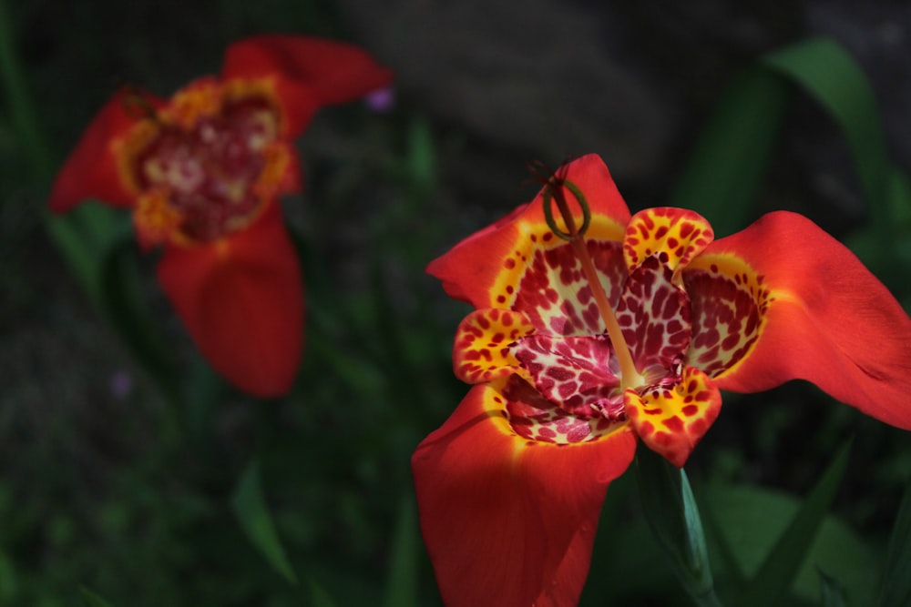 rote und gelbe Blume in Nahaufnahmen