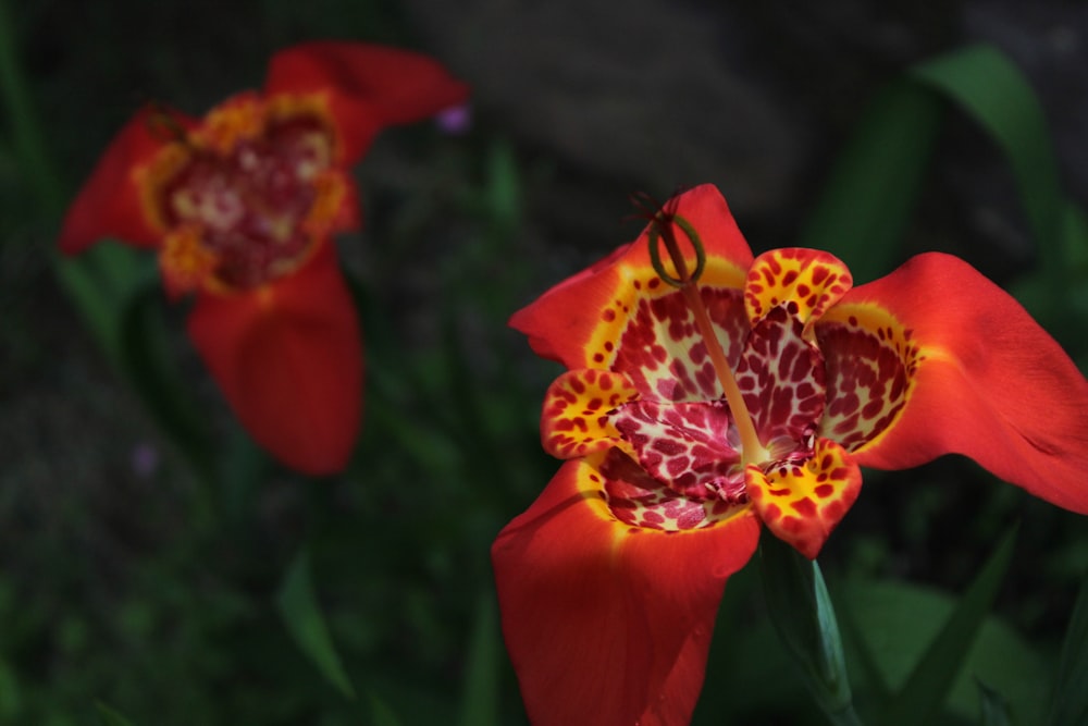 red and yellow flower in close up photography