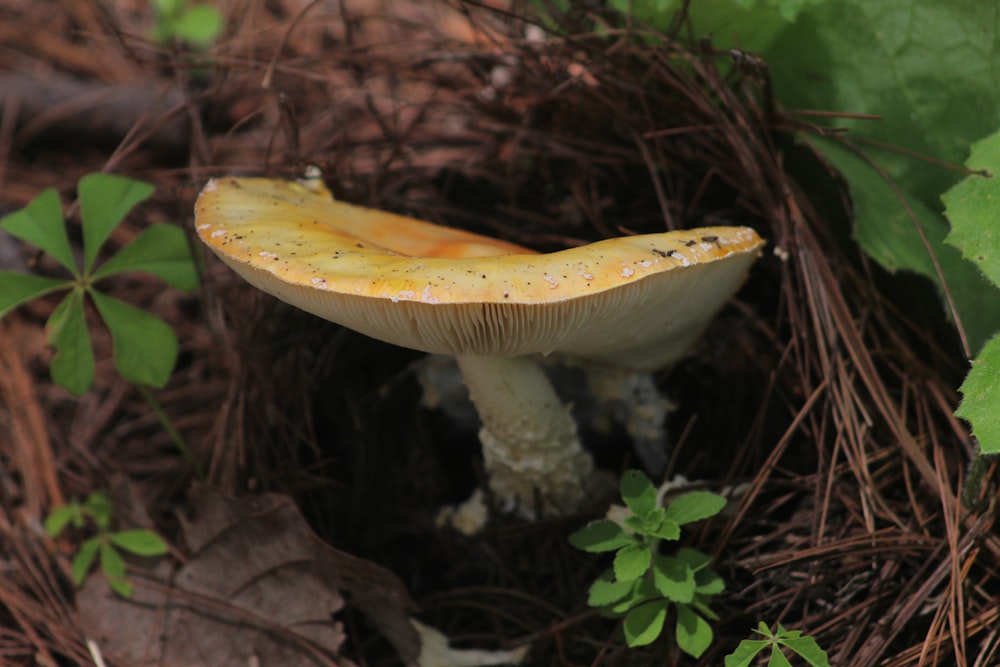 white and yellow mushroom surrounded by green plants
