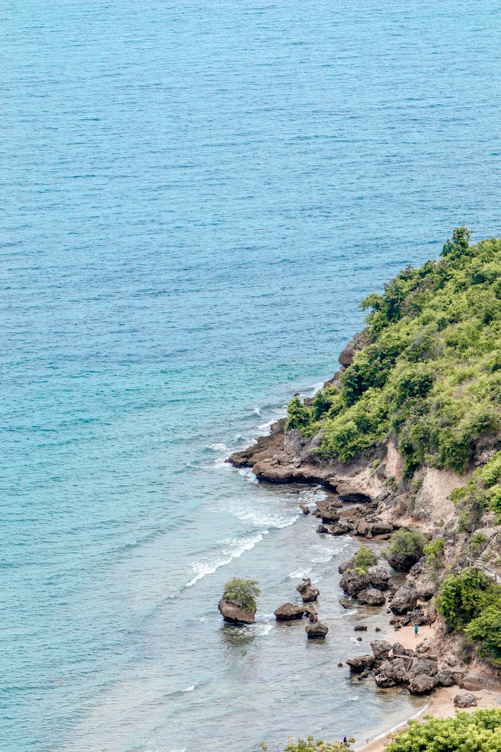 green trees on rocky shore during daytime