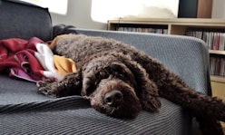 black curly coated dog on gray and black striped textile