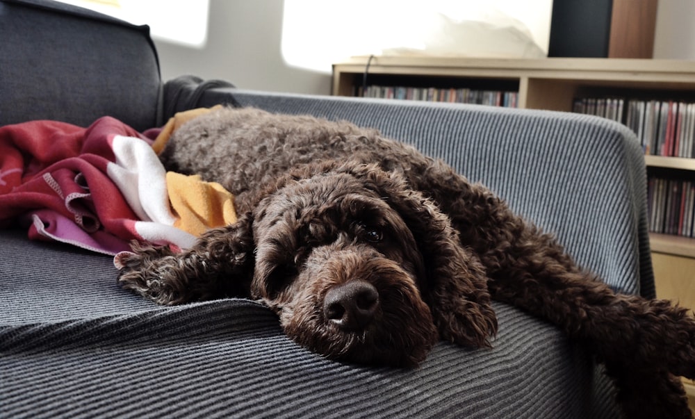 black curly coated dog on gray and black striped textile