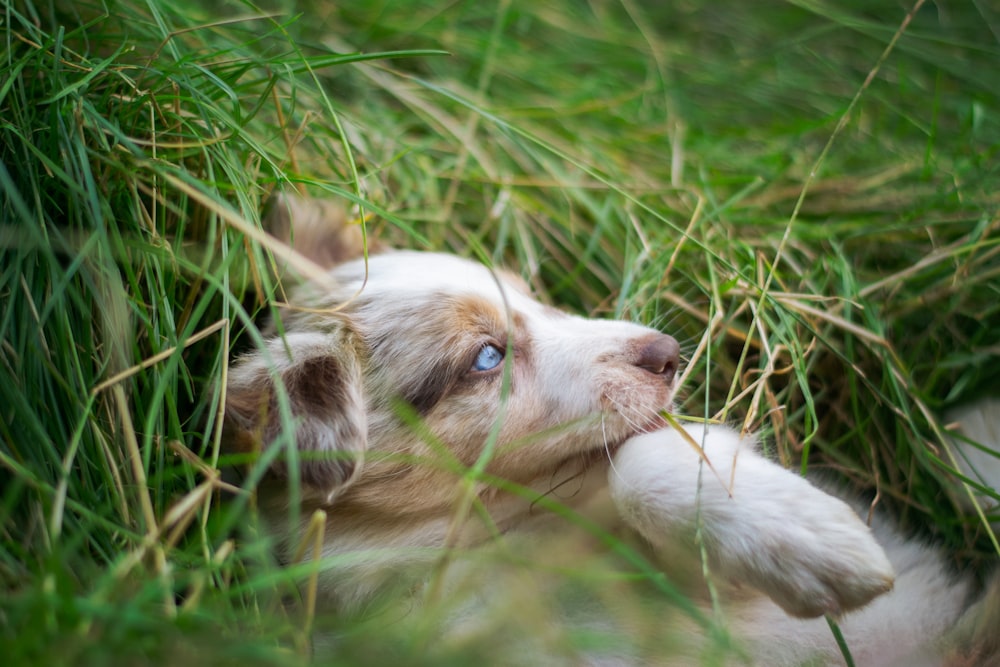 昼間、緑の芝生の上に横たわる白と茶色の短いコートの犬