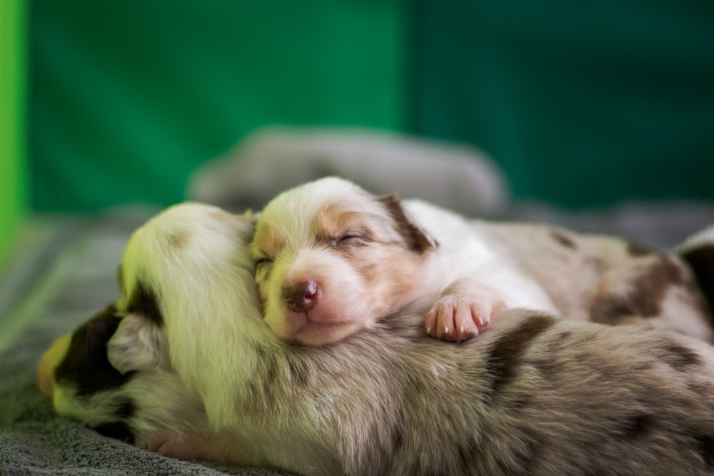 white and brown short coated puppy