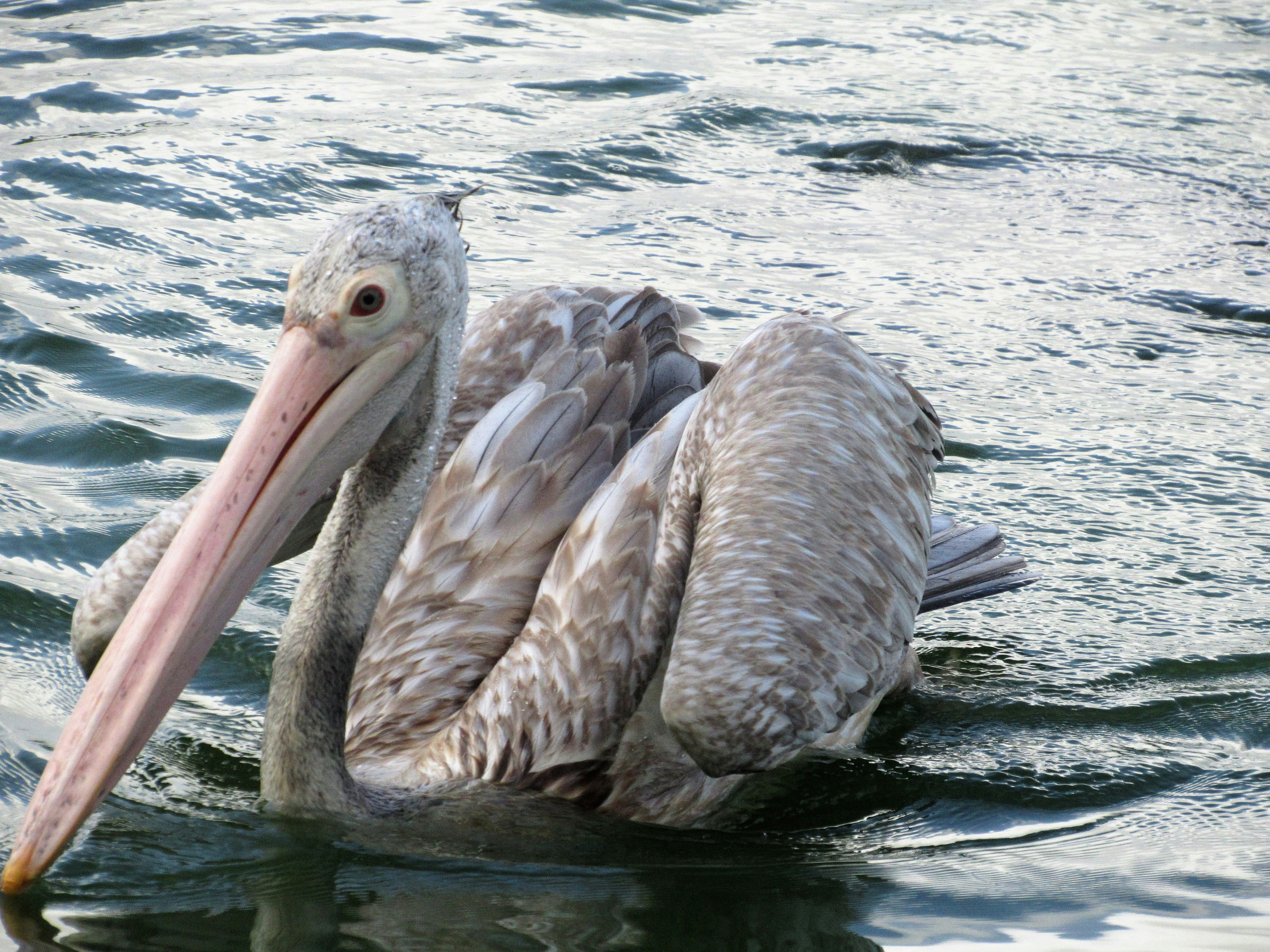 Photo by manoriekodi