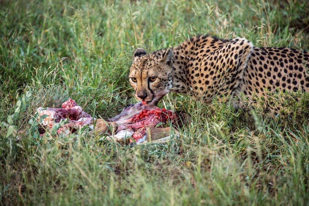 cheetah lying on green grass during daytime