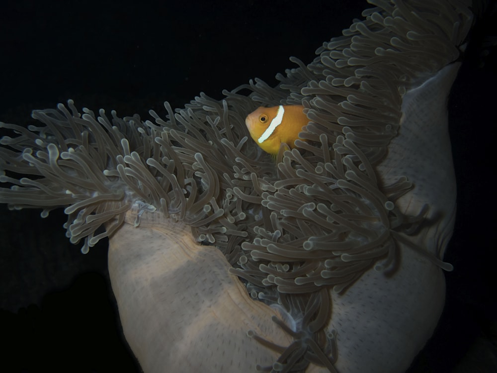 Ein orange-weißer Clownfisch, der sich in einer Seeanemone versteckt