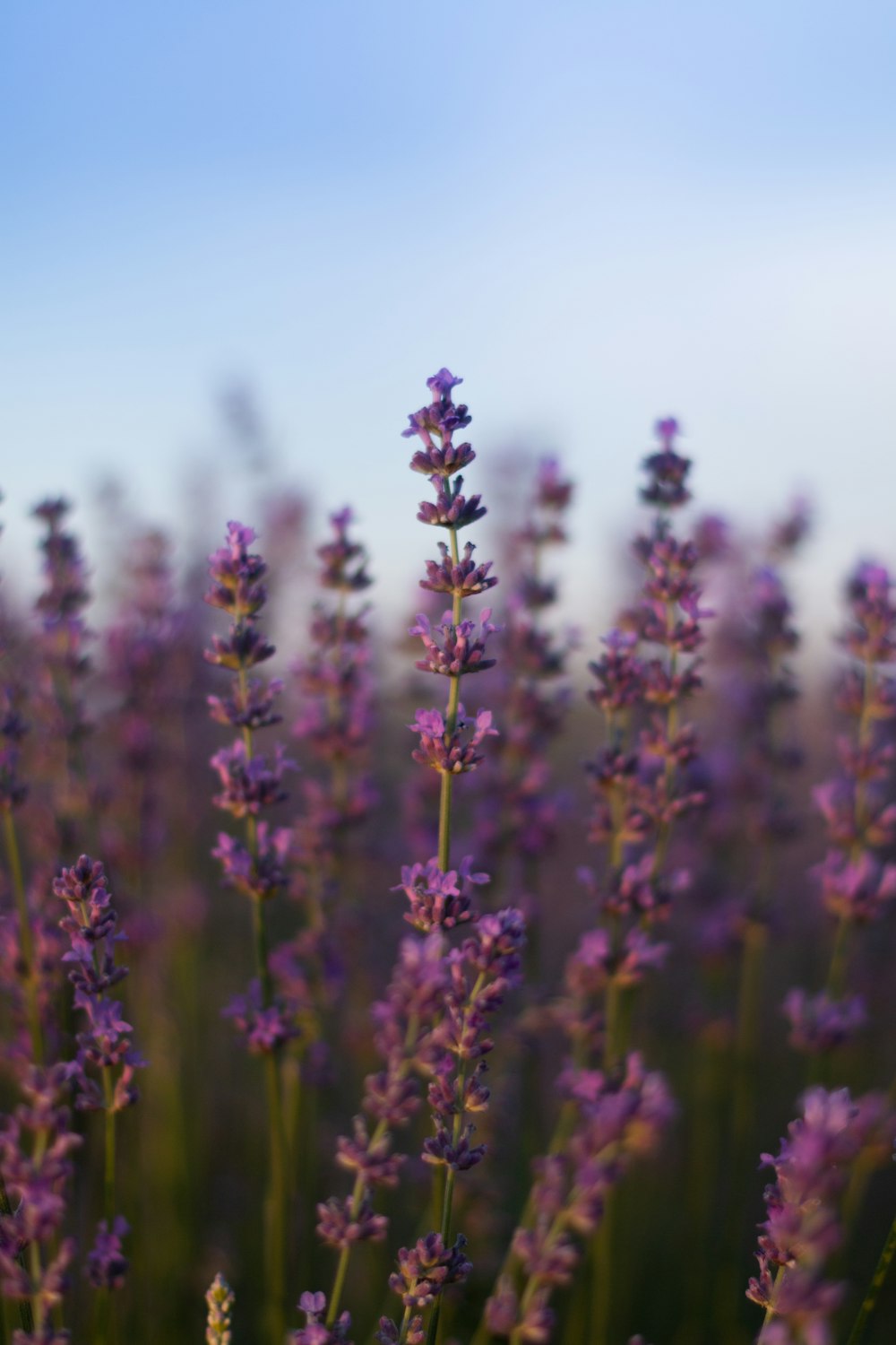 purple flower in tilt shift lens