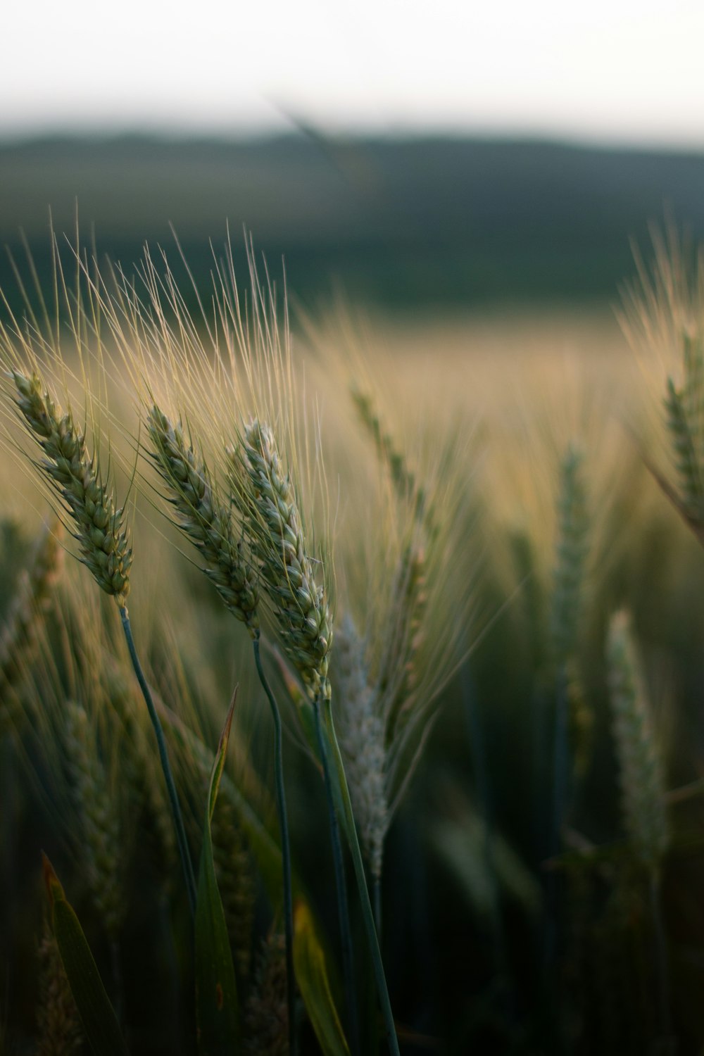 brown wheat field during daytime