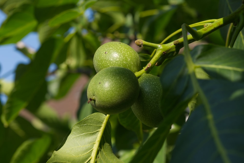 green fruit in close up photography