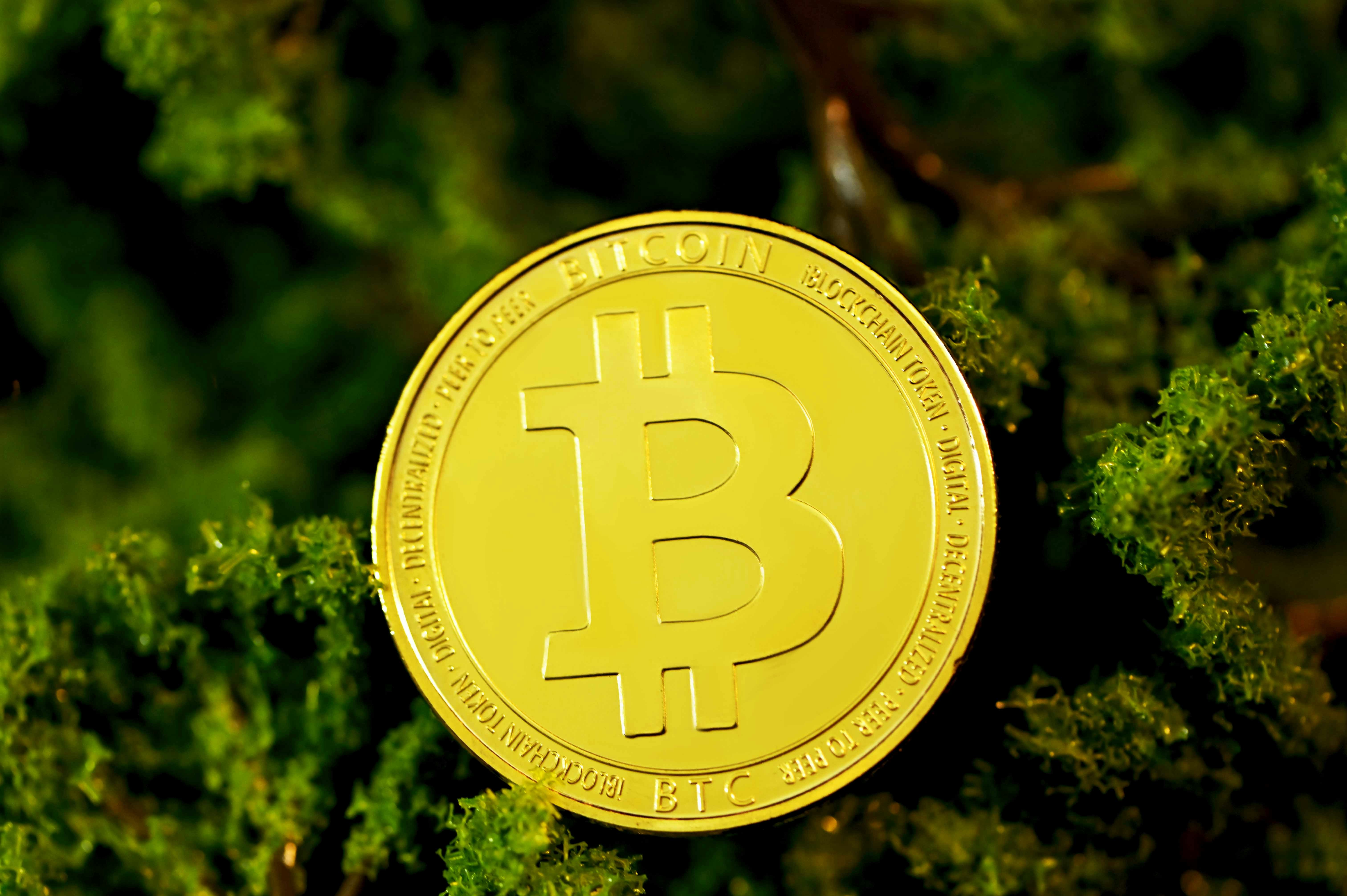 Bitcoin dopiero kiełkuje, wcale nie jest za późno!