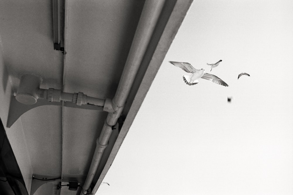 low angle photography of two birds flying under white sky during daytime