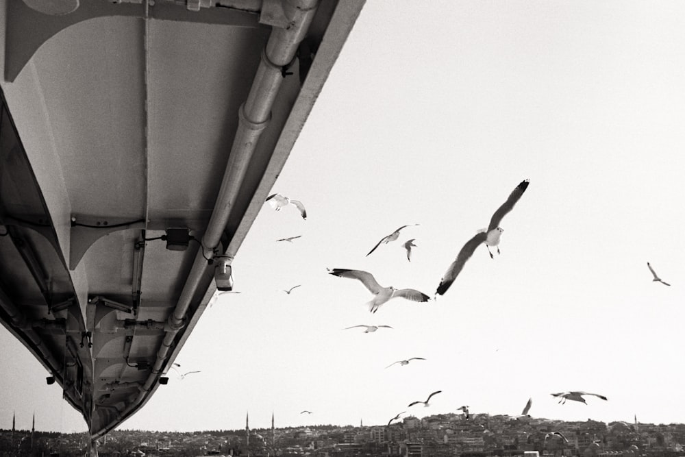 birds flying over the building