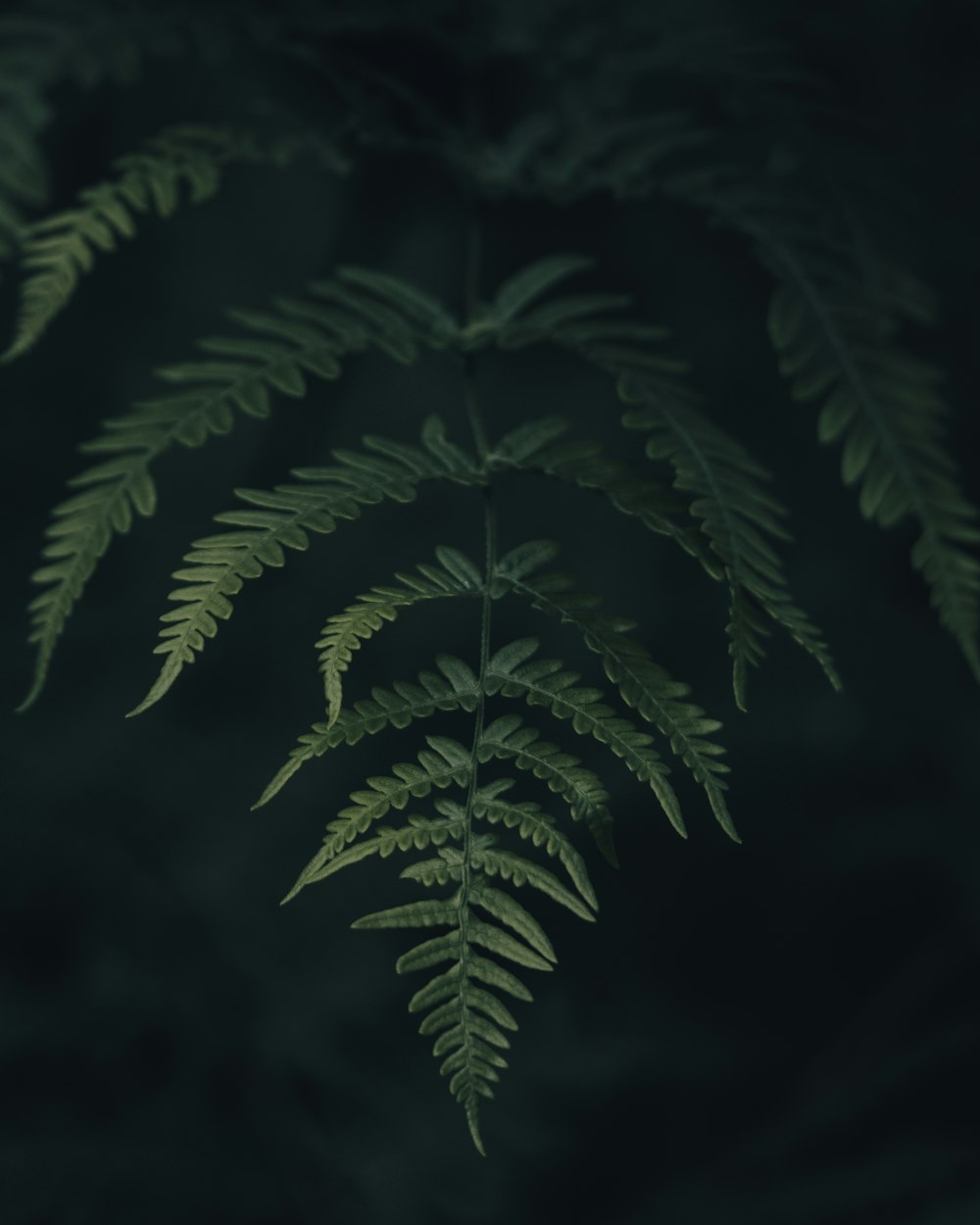 green fern plant in close up photography